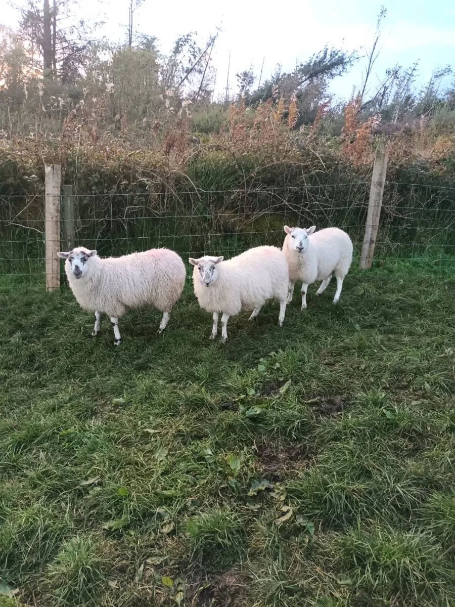 Cheviot cross ewe lambs - Image 1