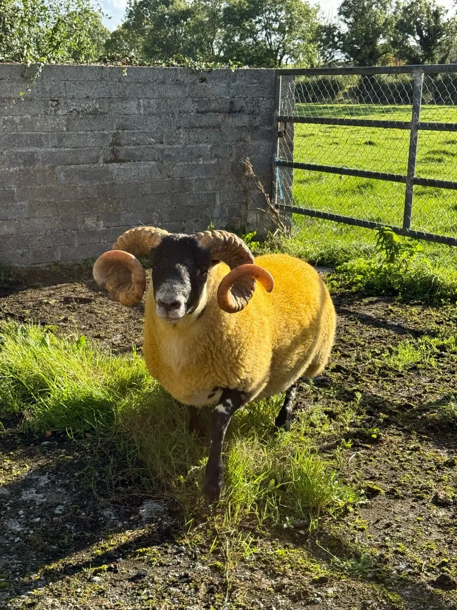 Lanark rams - Image 3