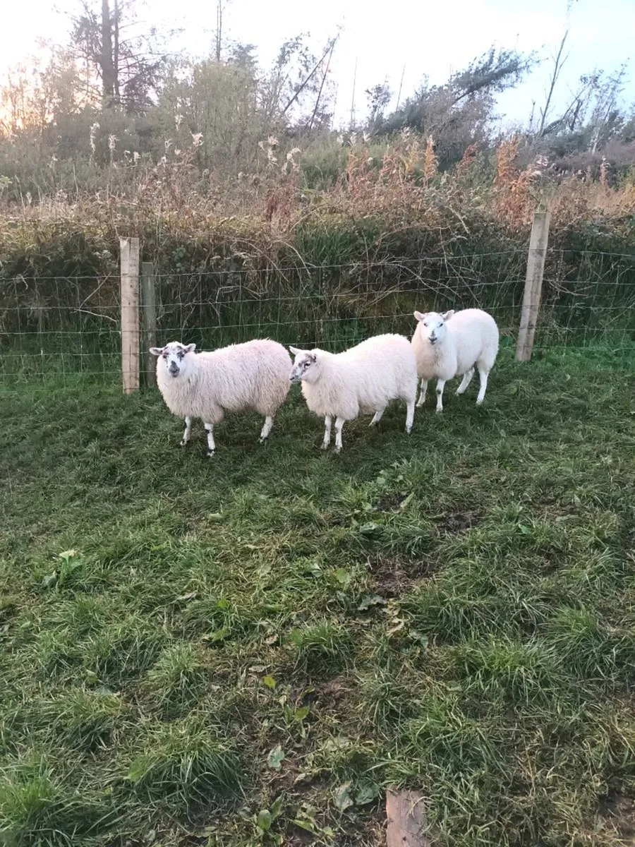 Cheviot cross ewe lambs - Image 2