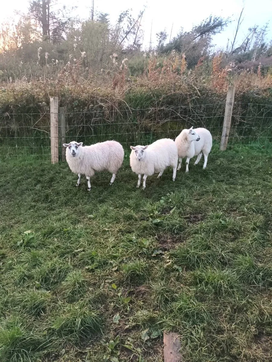 Cheviot cross ewe lambs - Image 3