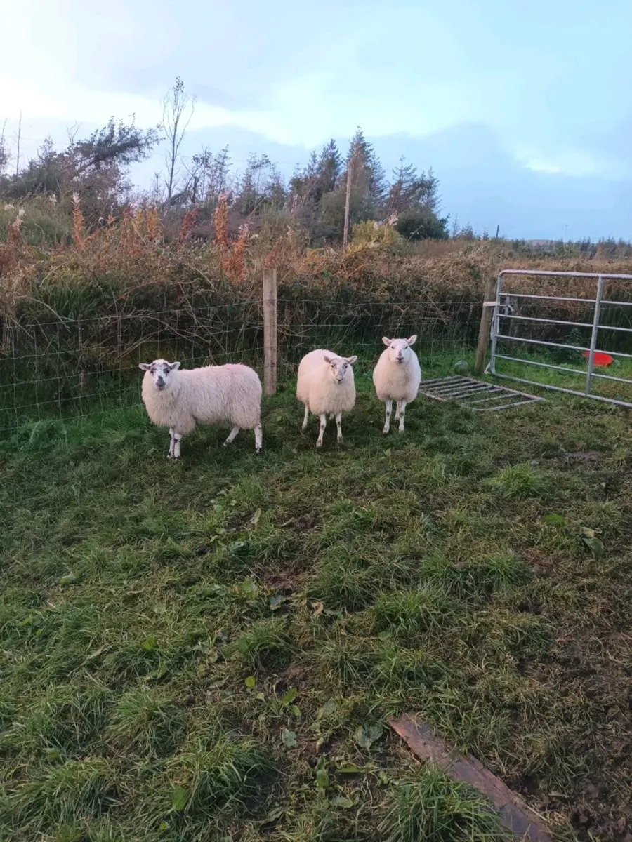 Cheviot cross ewe lambs - Image 4