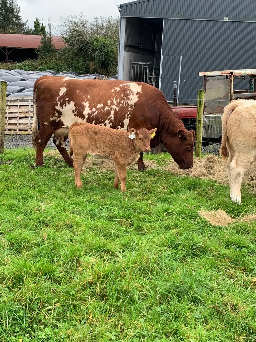 Cow and calf - Image 1