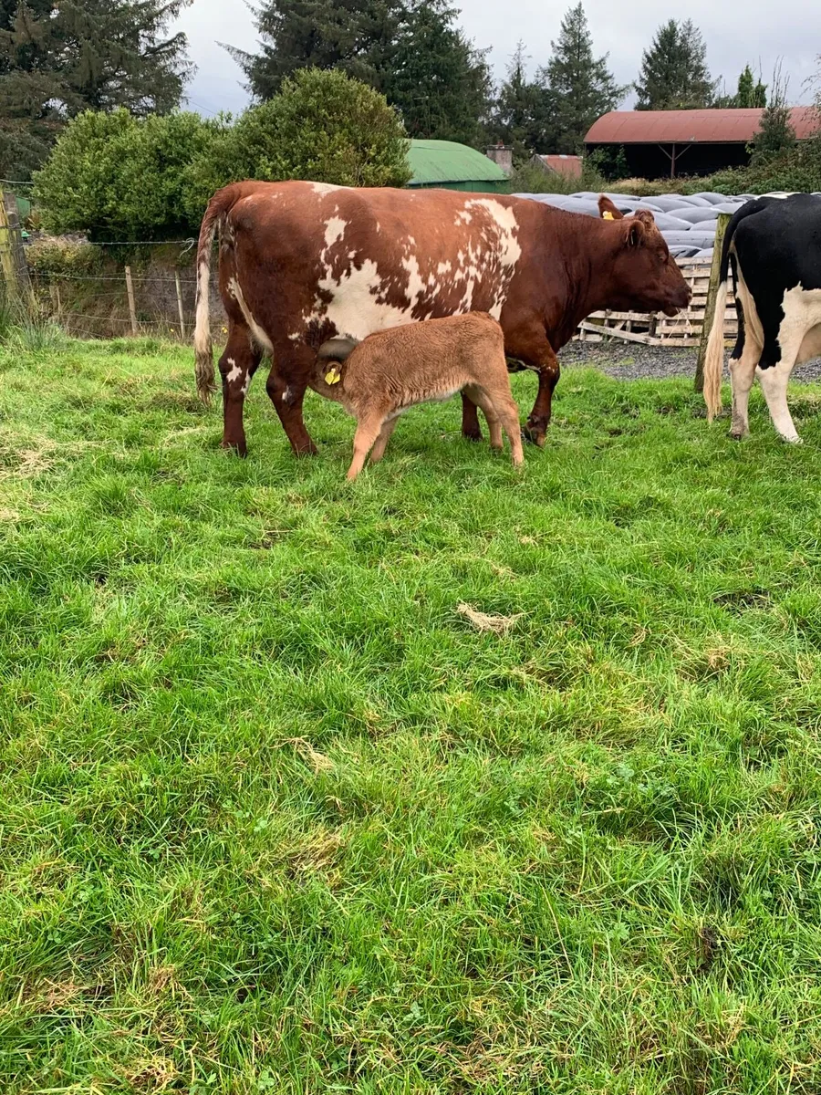 Cow and calf - Image 2