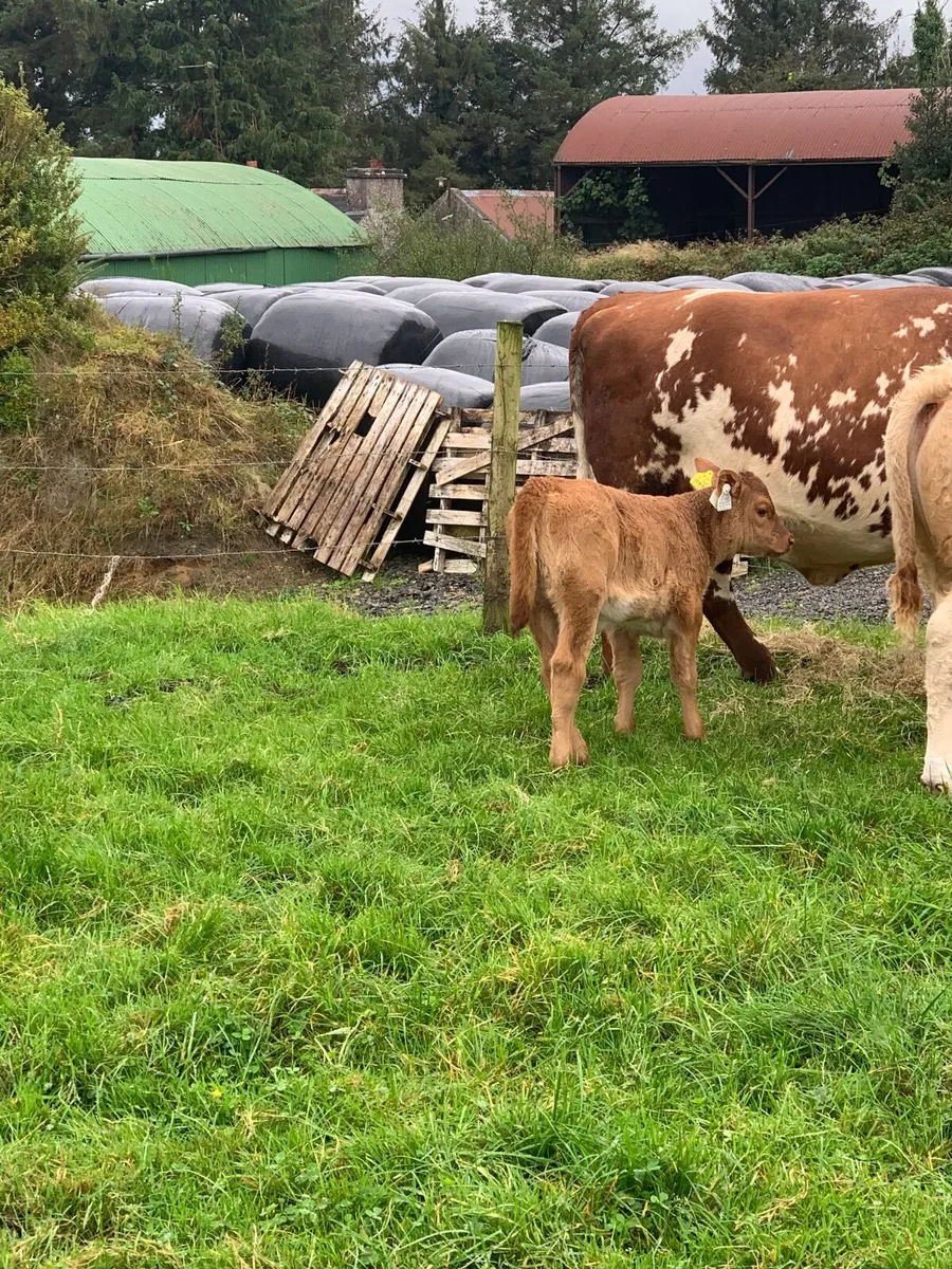 Cow and calf - Image 3