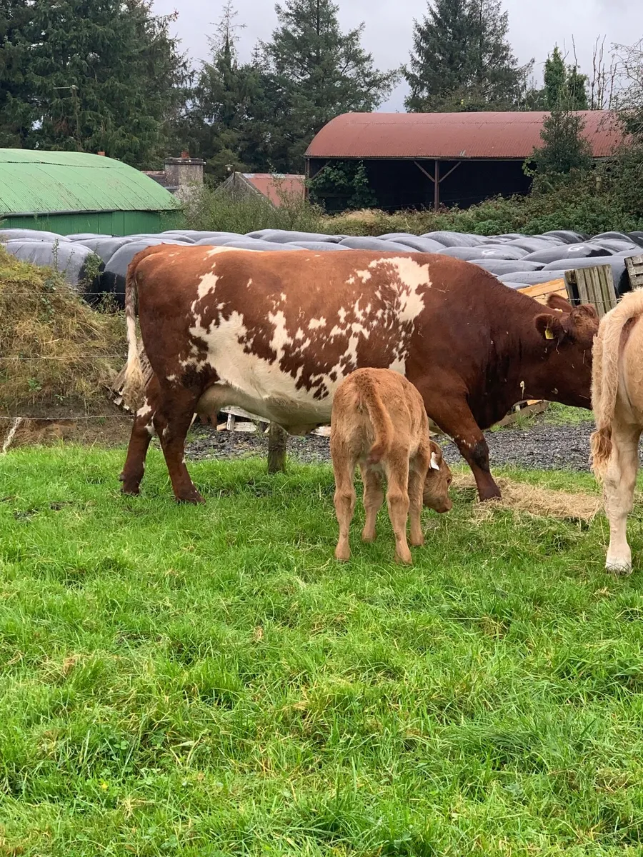 Cow and calf - Image 4