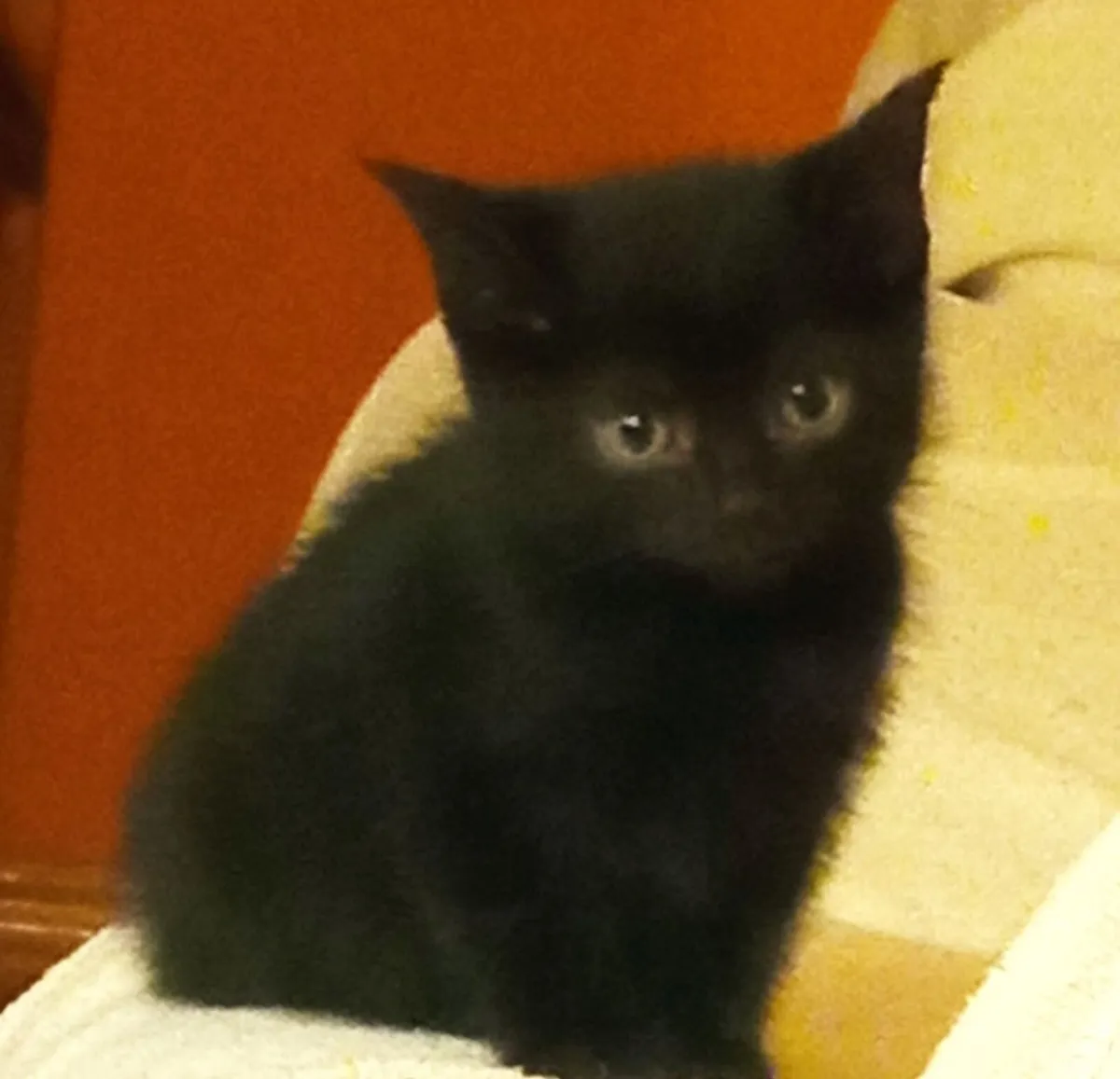 Kitten
