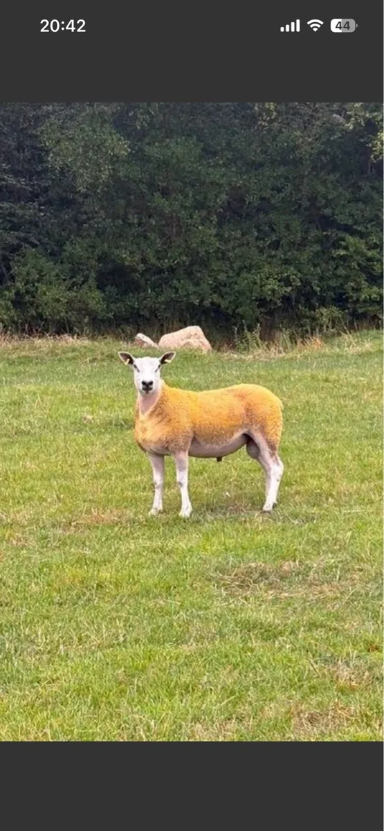 Wanted Aberfield ram