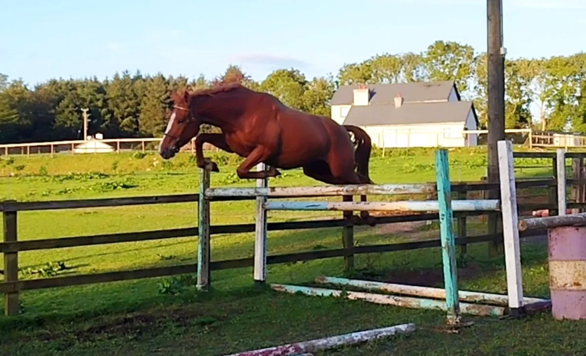 3yo Gelding - Lot 125A Cavan Performance Sale - Image 2