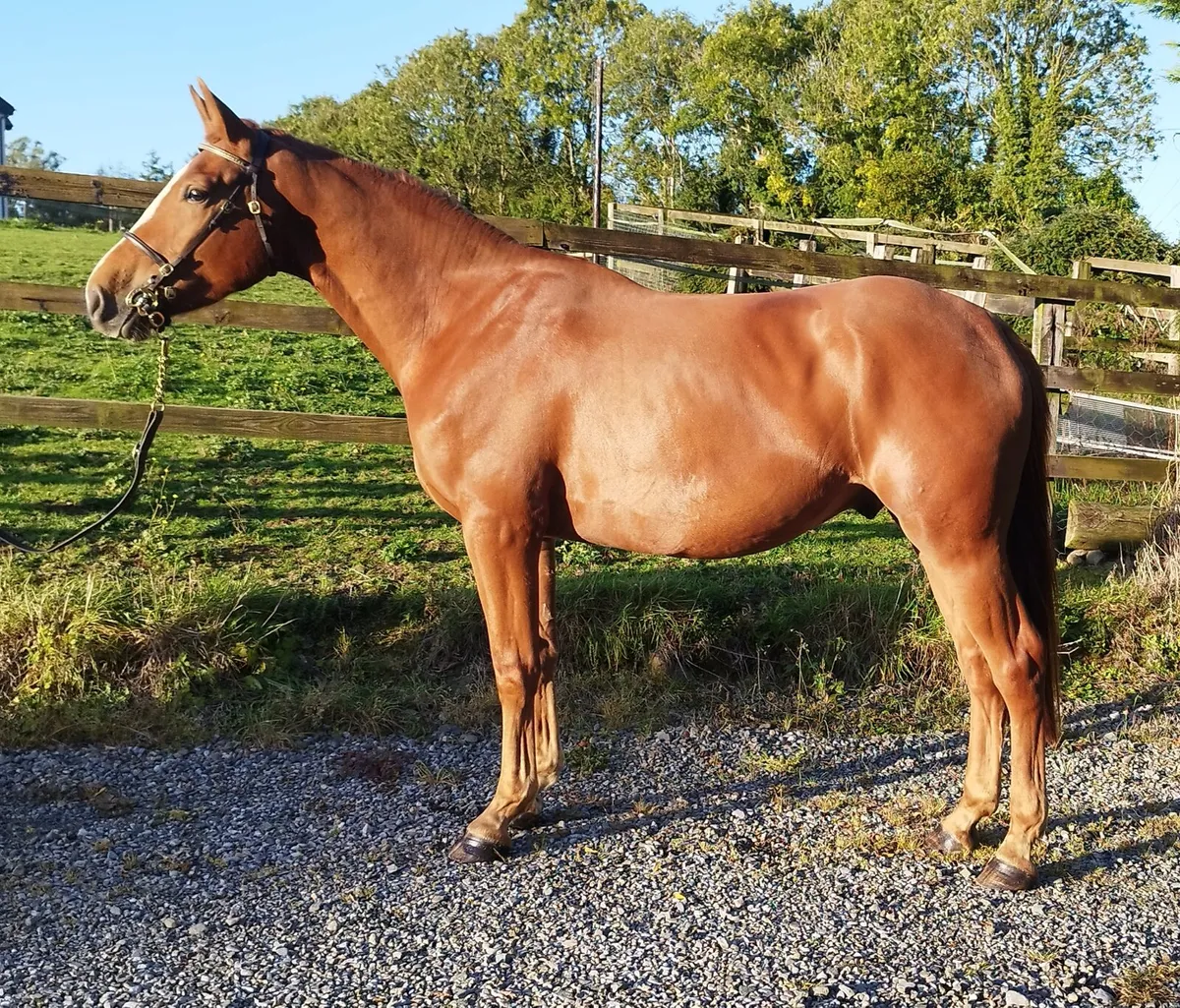 3yo Gelding - Lot 125A Cavan Performance Sale - Image 1