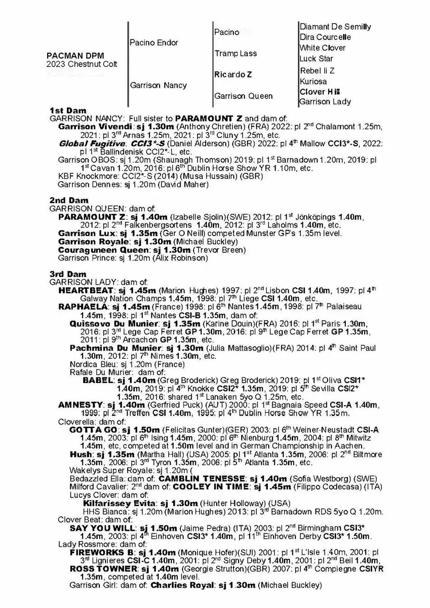 3yo Gelding - Lot 125A Cavan Performance Sale - Image 3