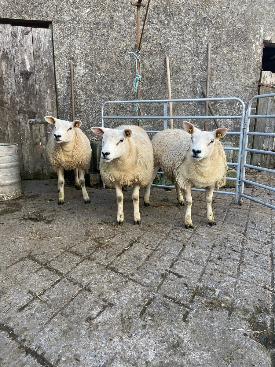 PBR texel lambs - Image 2