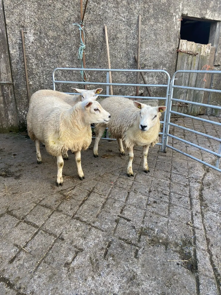 PBR texel lambs - Image 3