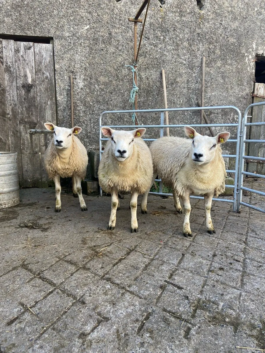 PBR texel lambs - Image 4
