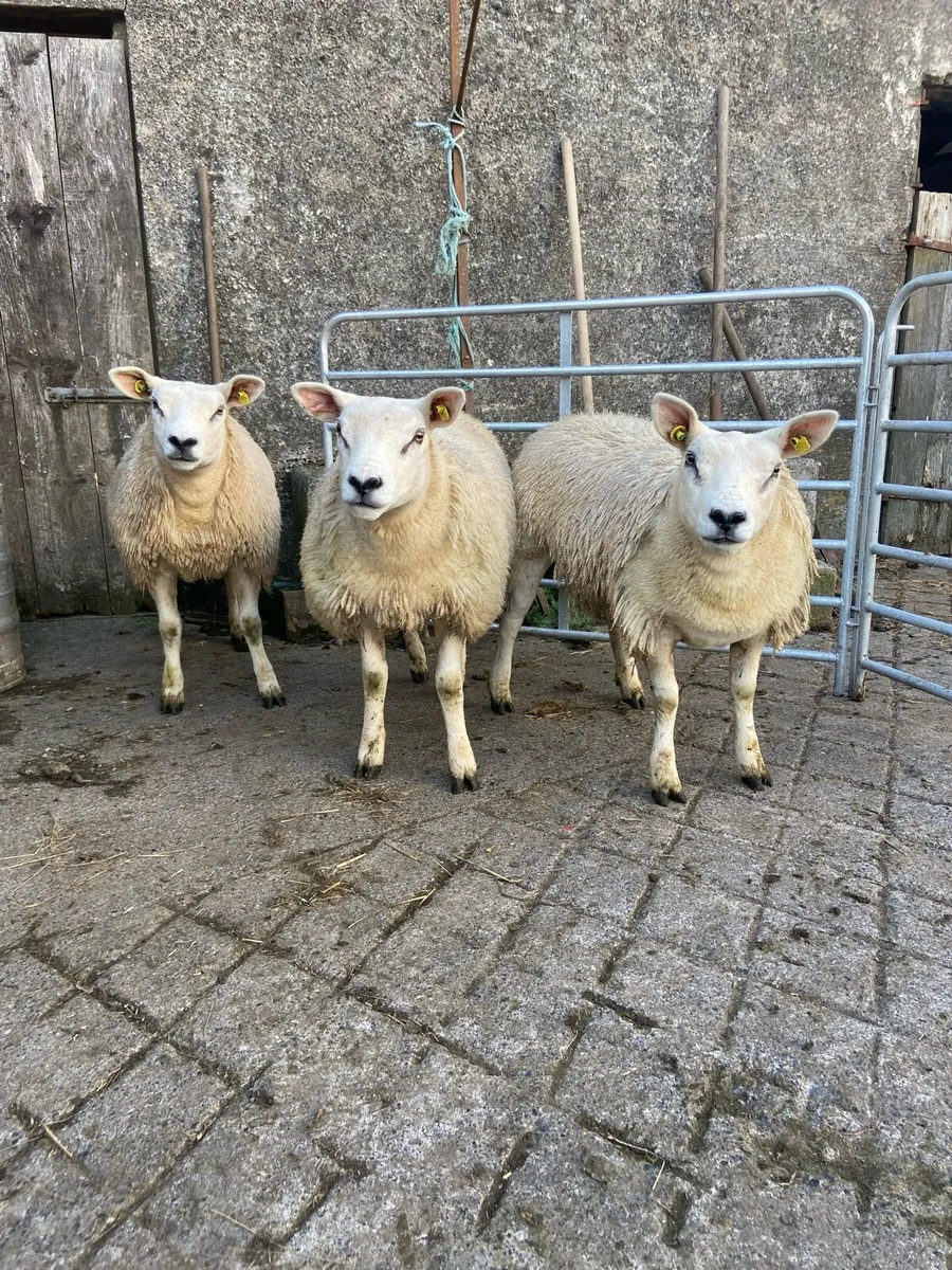 PBR texel lambs - Image 1
