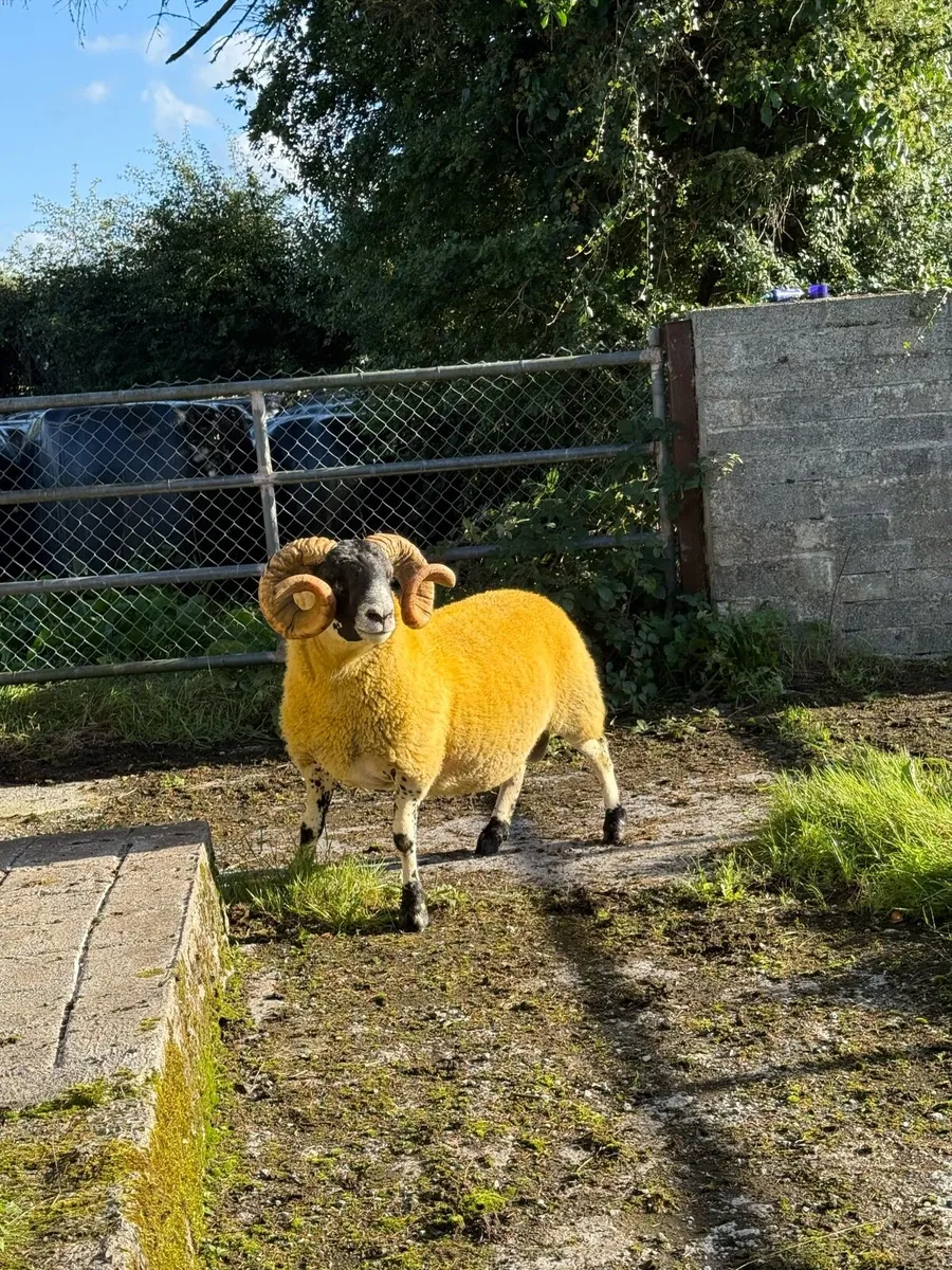 Lanark rams - Image 1