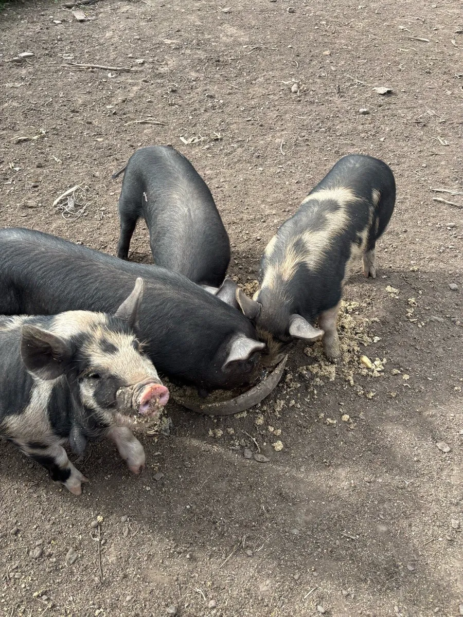 Piglets - Image 1