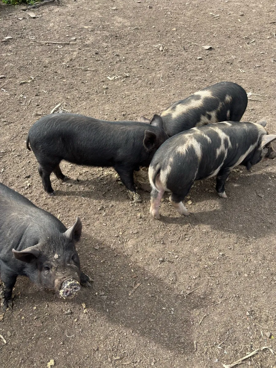Piglets - Image 2