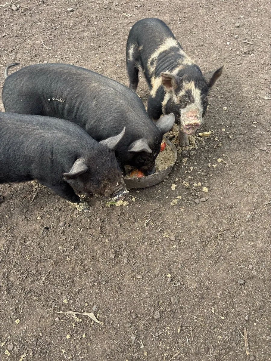 Piglets - Image 3