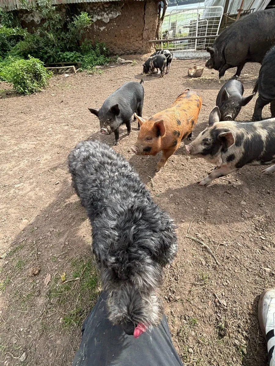 Piglets - Image 4