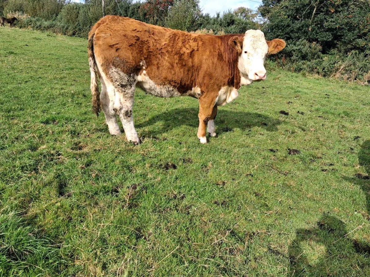 Pedigree Simmental Heifers - Image 1