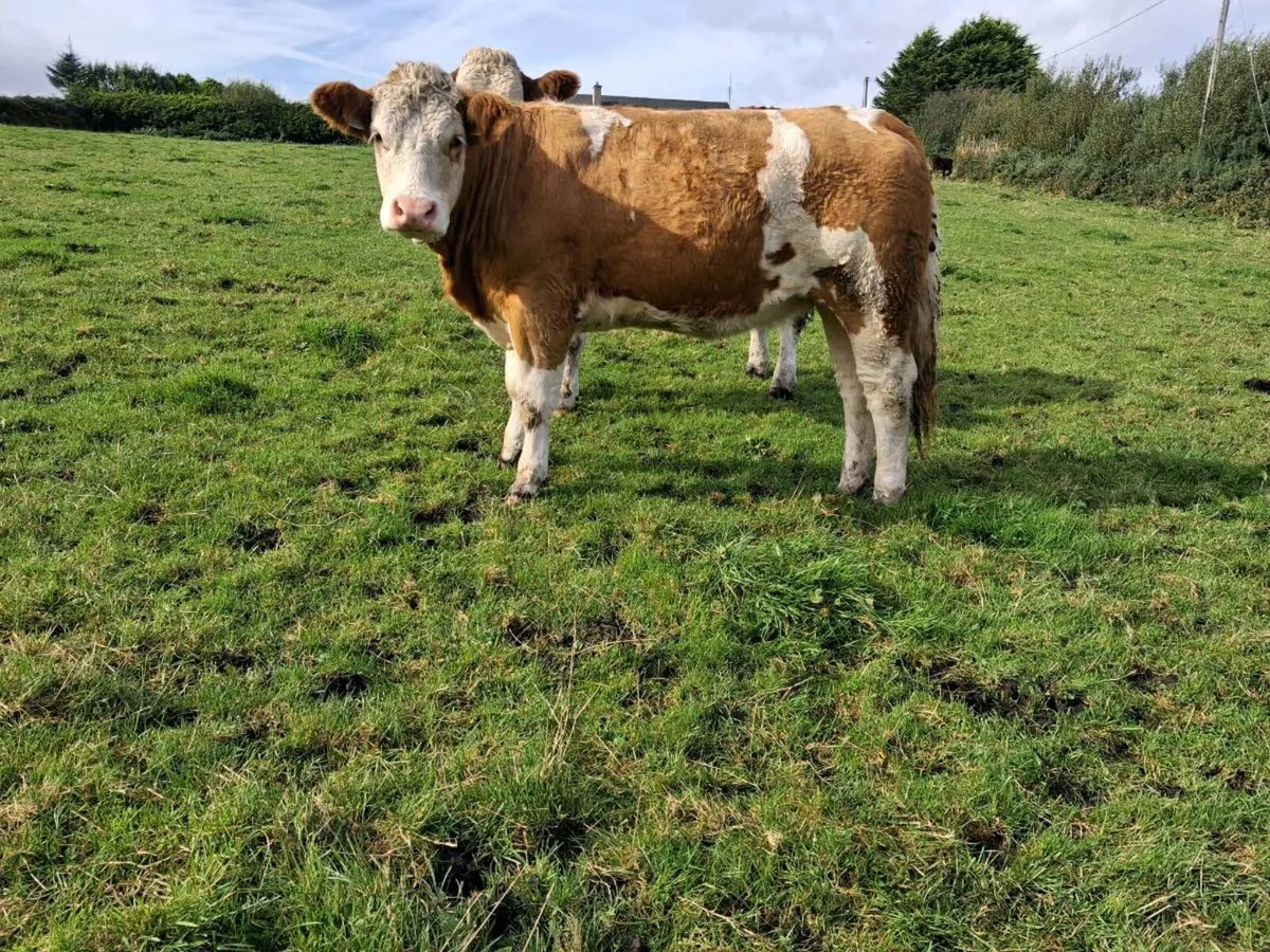 Pedigree Simmental Heifers - Image 2