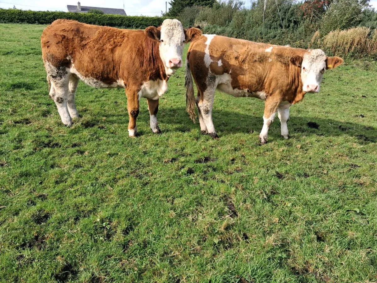 Pedigree Simmental Heifers - Image 3