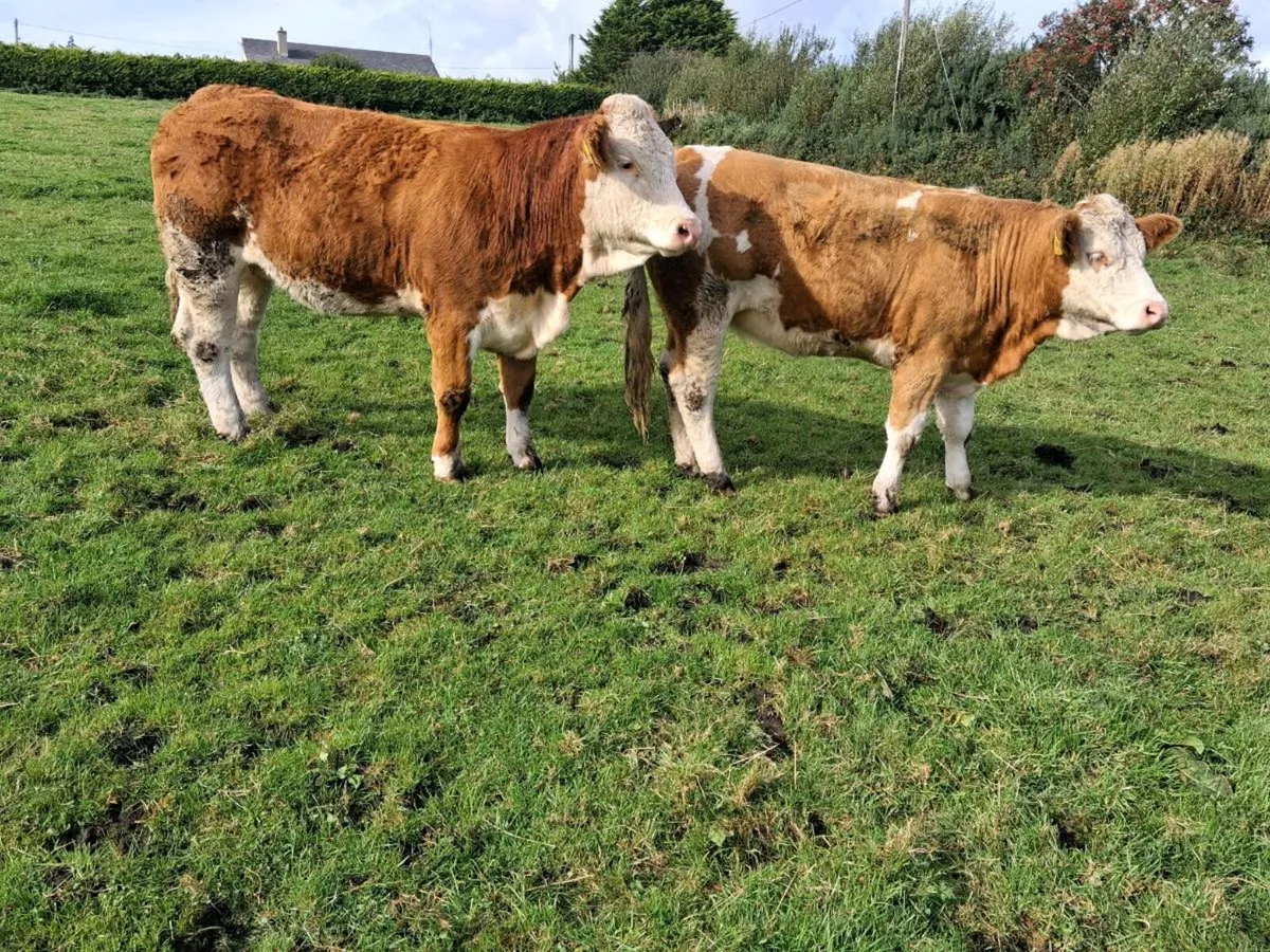 Pedigree Simmental Heifers - Image 4