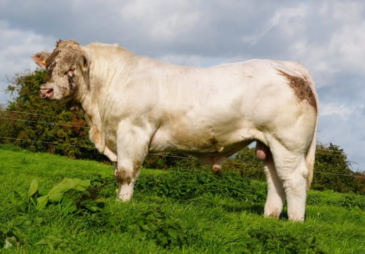 Pedigree Charolais Cattle - Image 1
