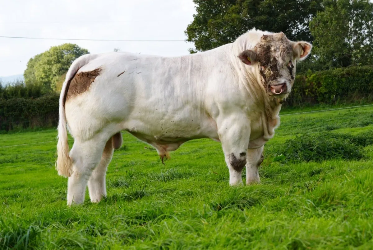 Pedigree Charolais Cattle - Image 4