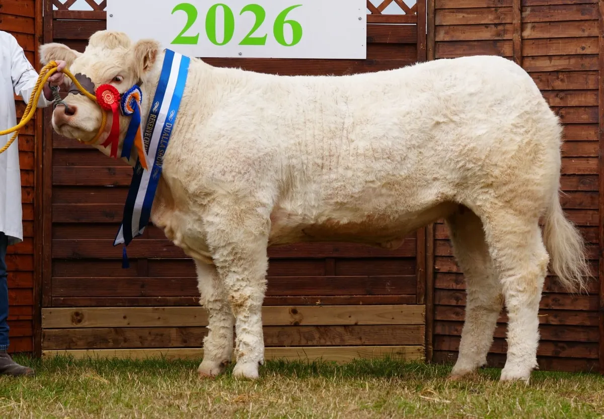 Pedigree Charolais Cattle - Image 2