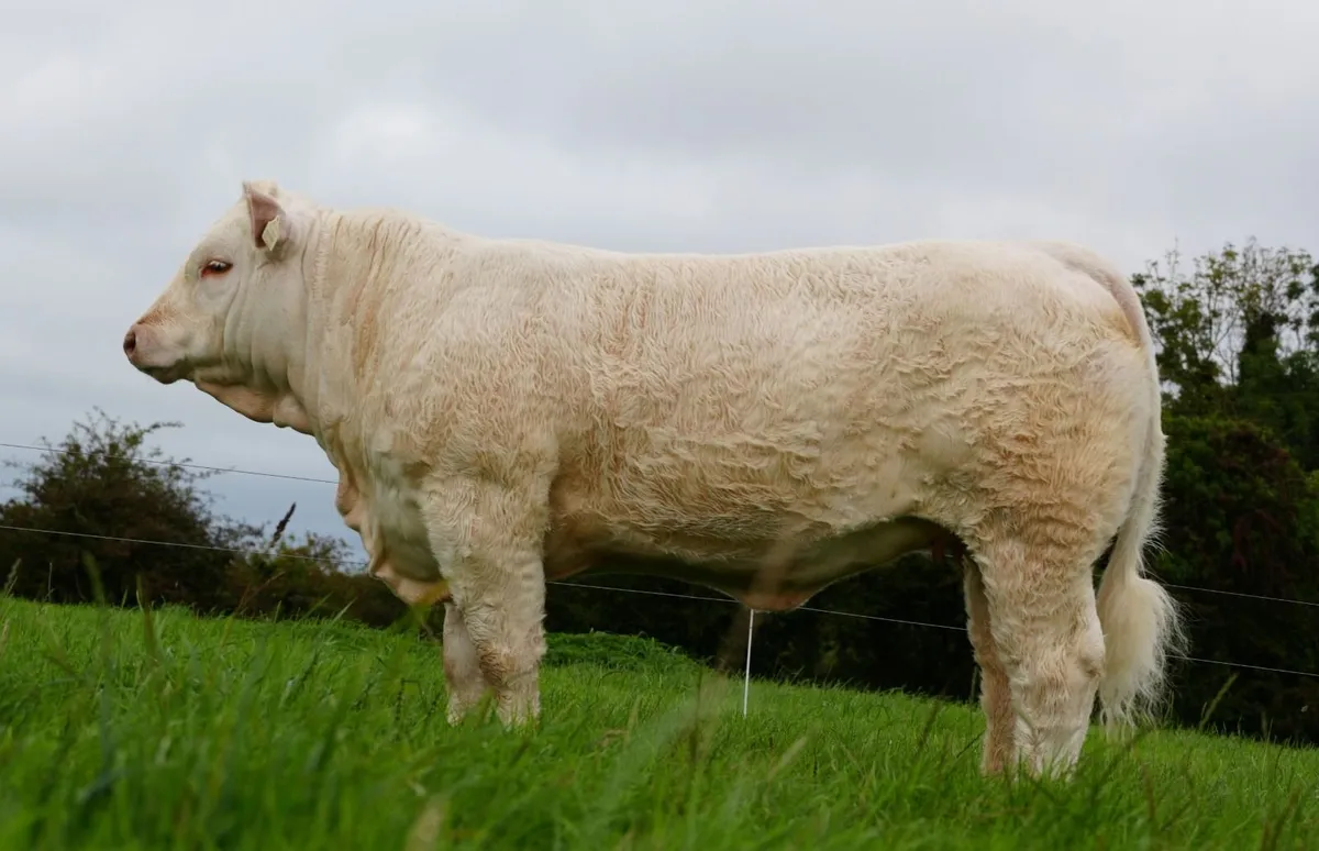 Pedigree Charolais Cattle - Image 3