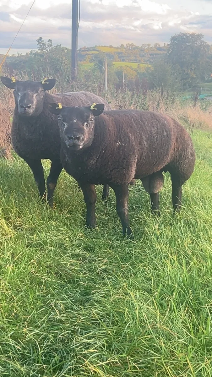 Rams - Image 1