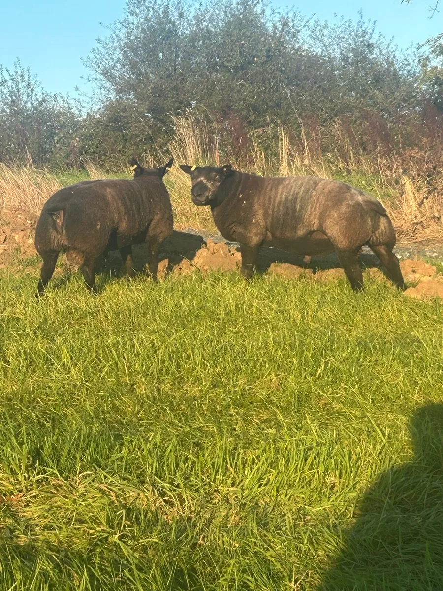 Rams - Image 2