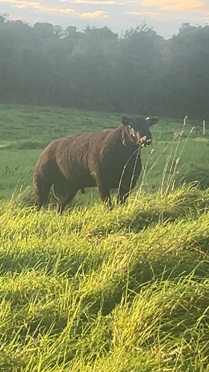Rams - Image 3