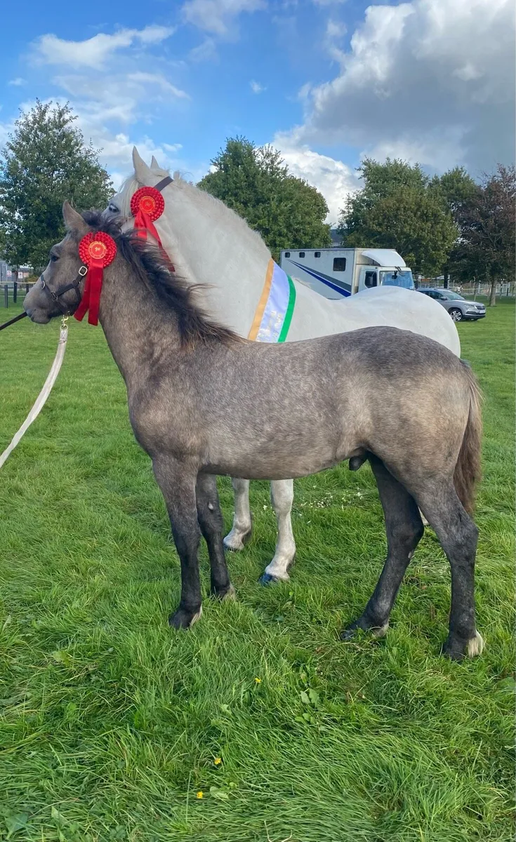 Connemara foal - Image 1