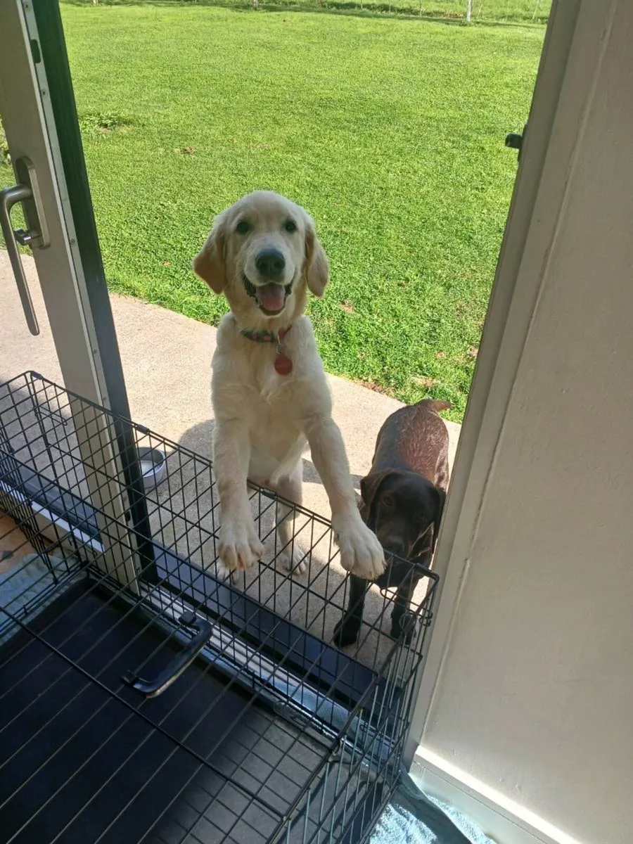 Dog Crate - Image 1