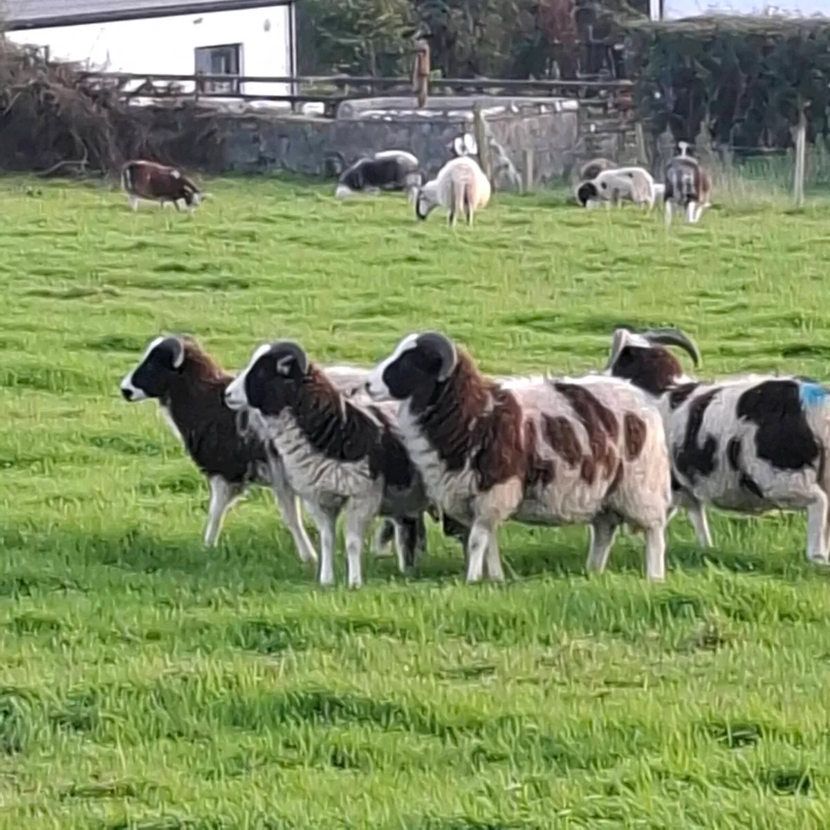 Store Ram lambs and ewe lambs - Image 1