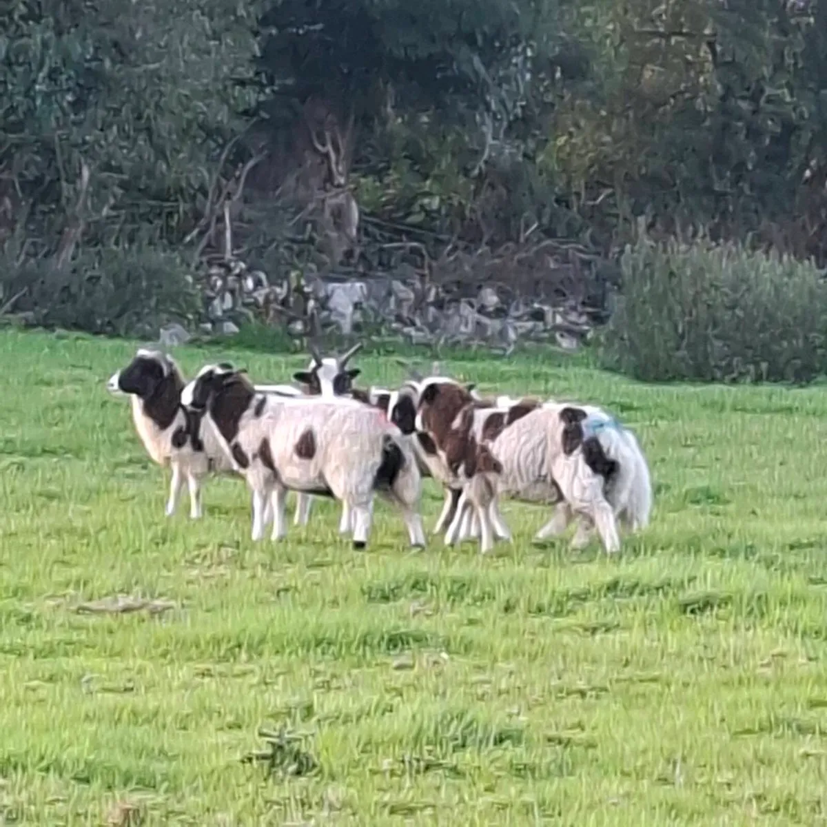 Store Ram lambs and ewe lambs - Image 2