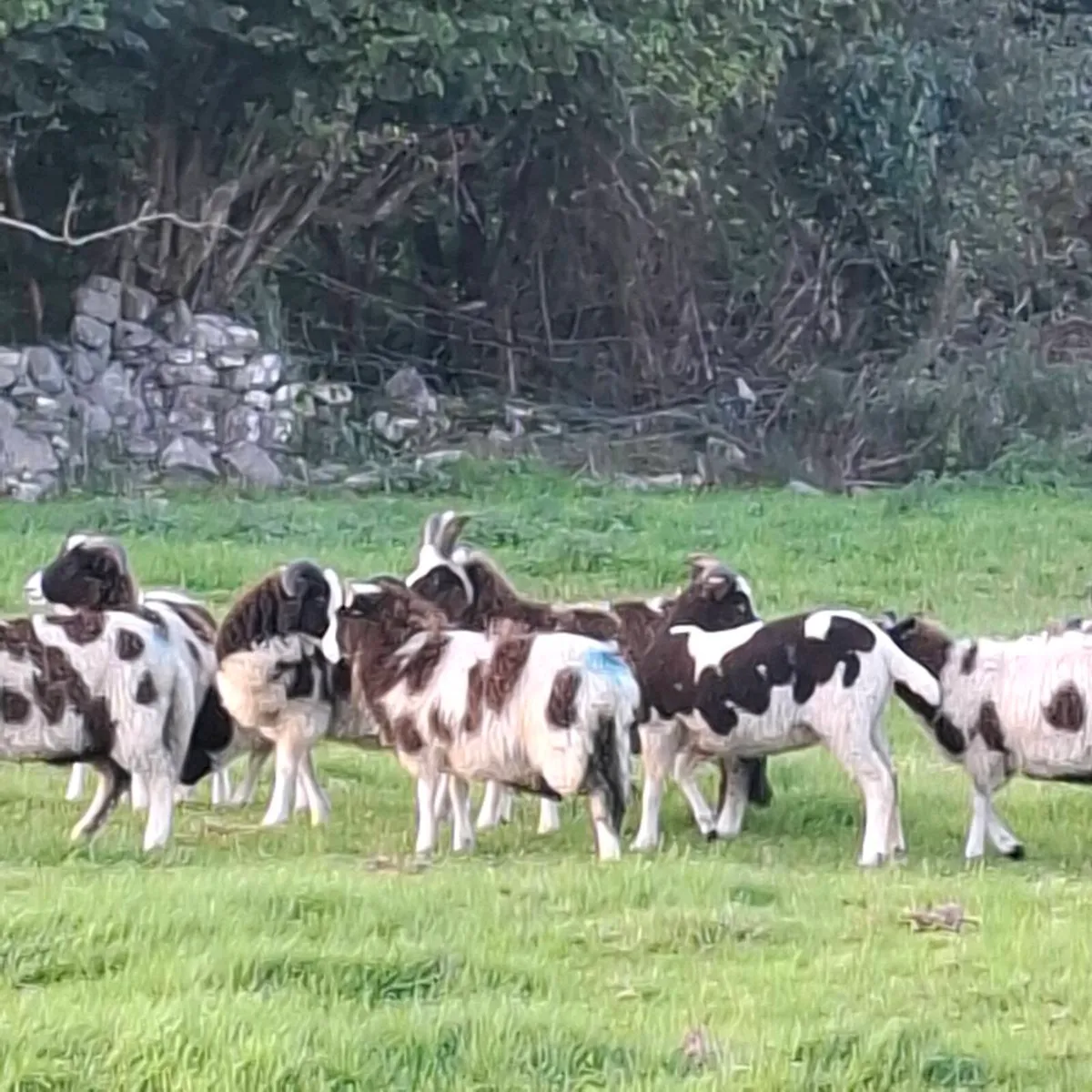 Store Ram lambs and ewe lambs - Image 3