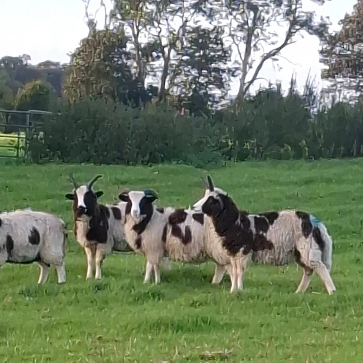 Store Ram lambs and ewe lambs - Image 4