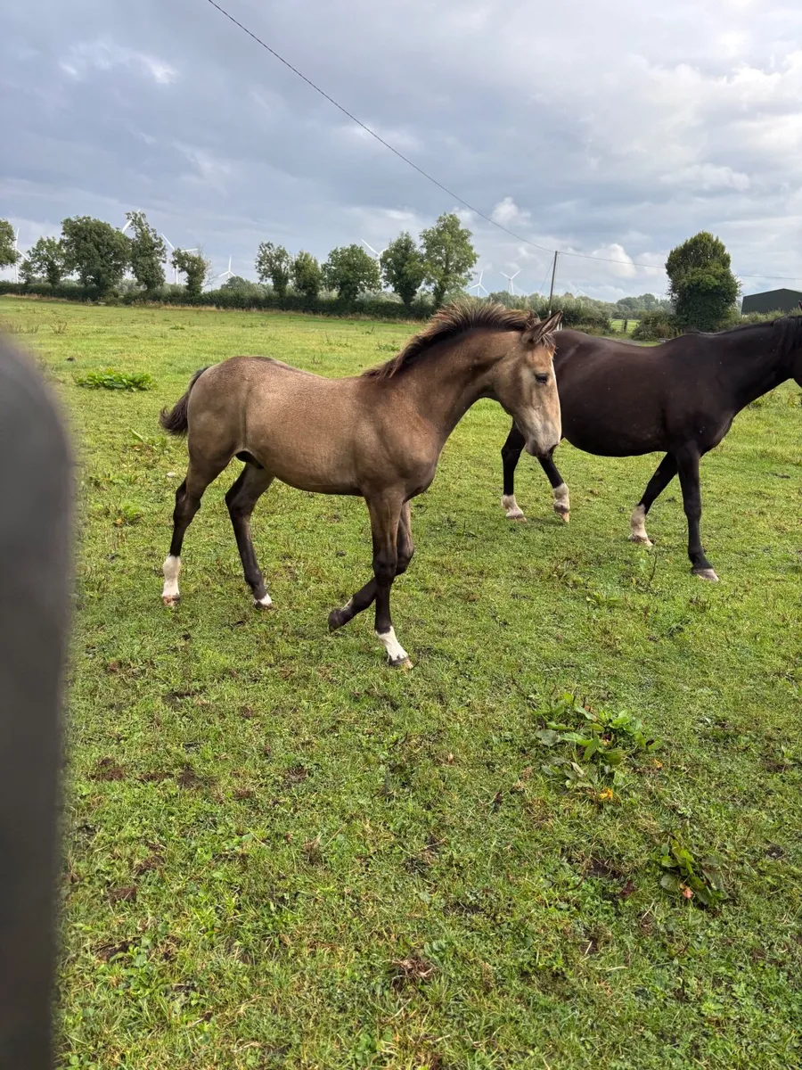 Dun Colt foal - Image 2