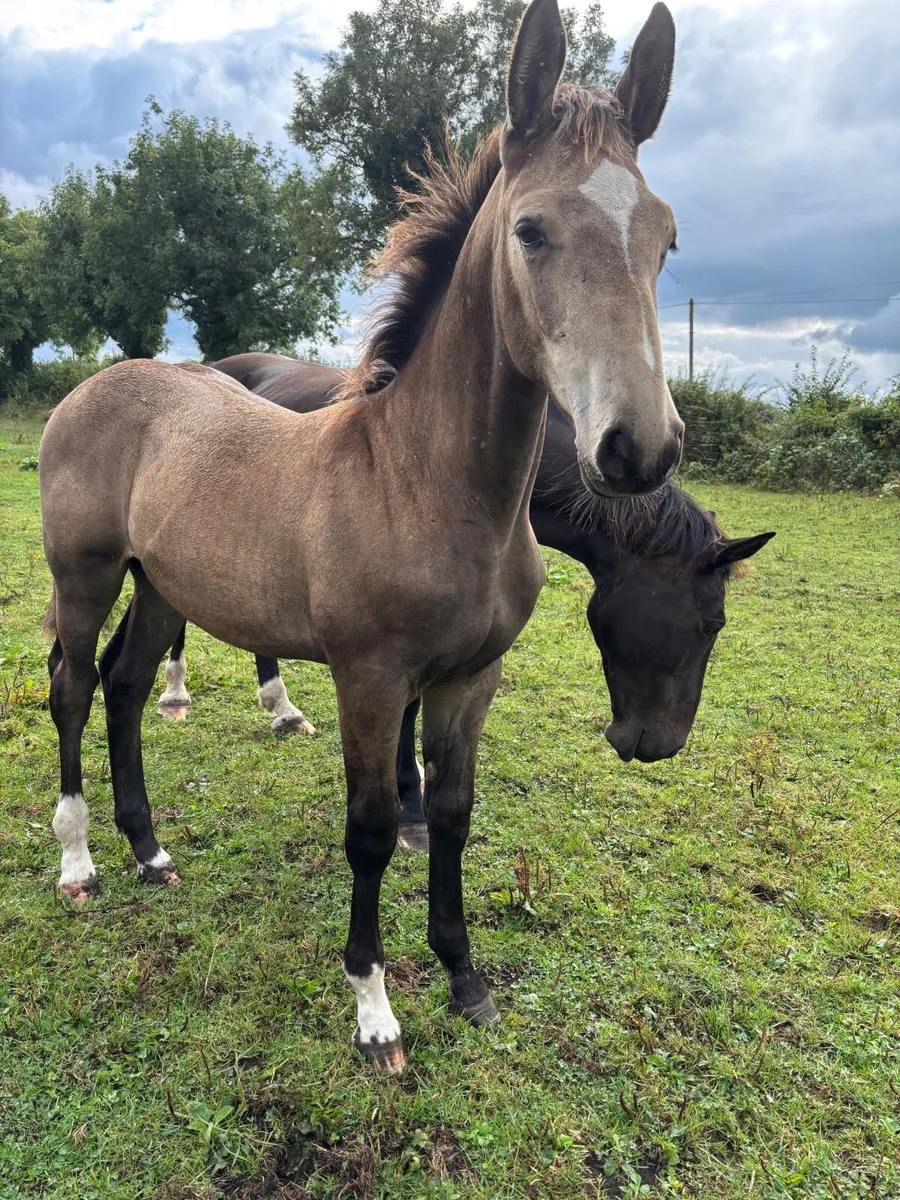 Dun Colt foal - Image 3