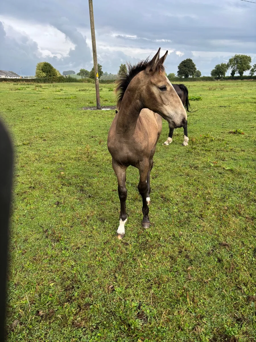 Dun Colt foal - Image 1