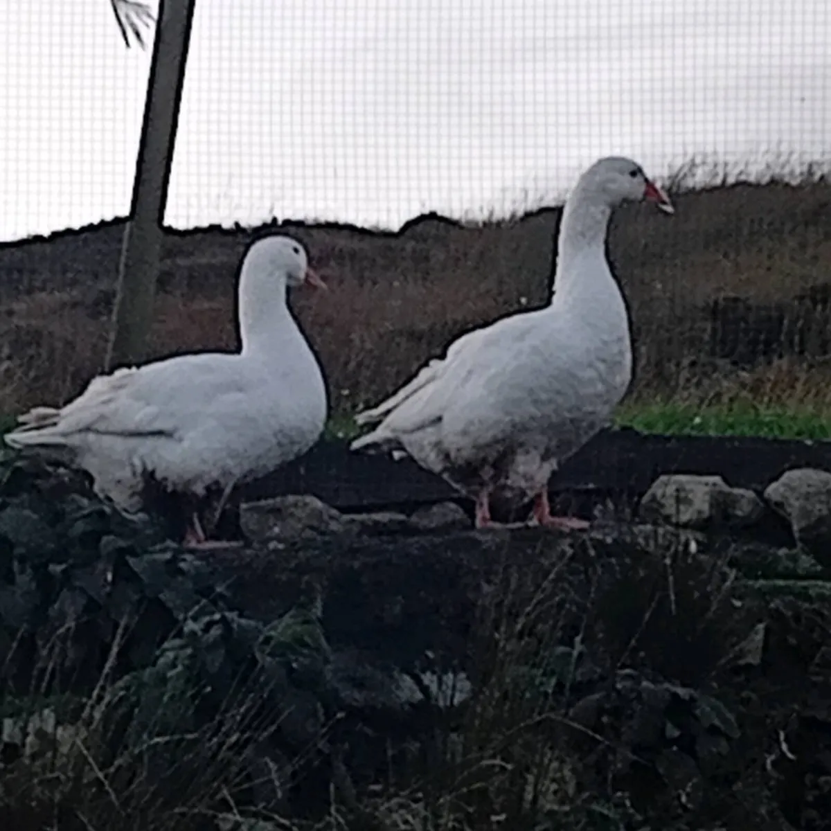 Geese