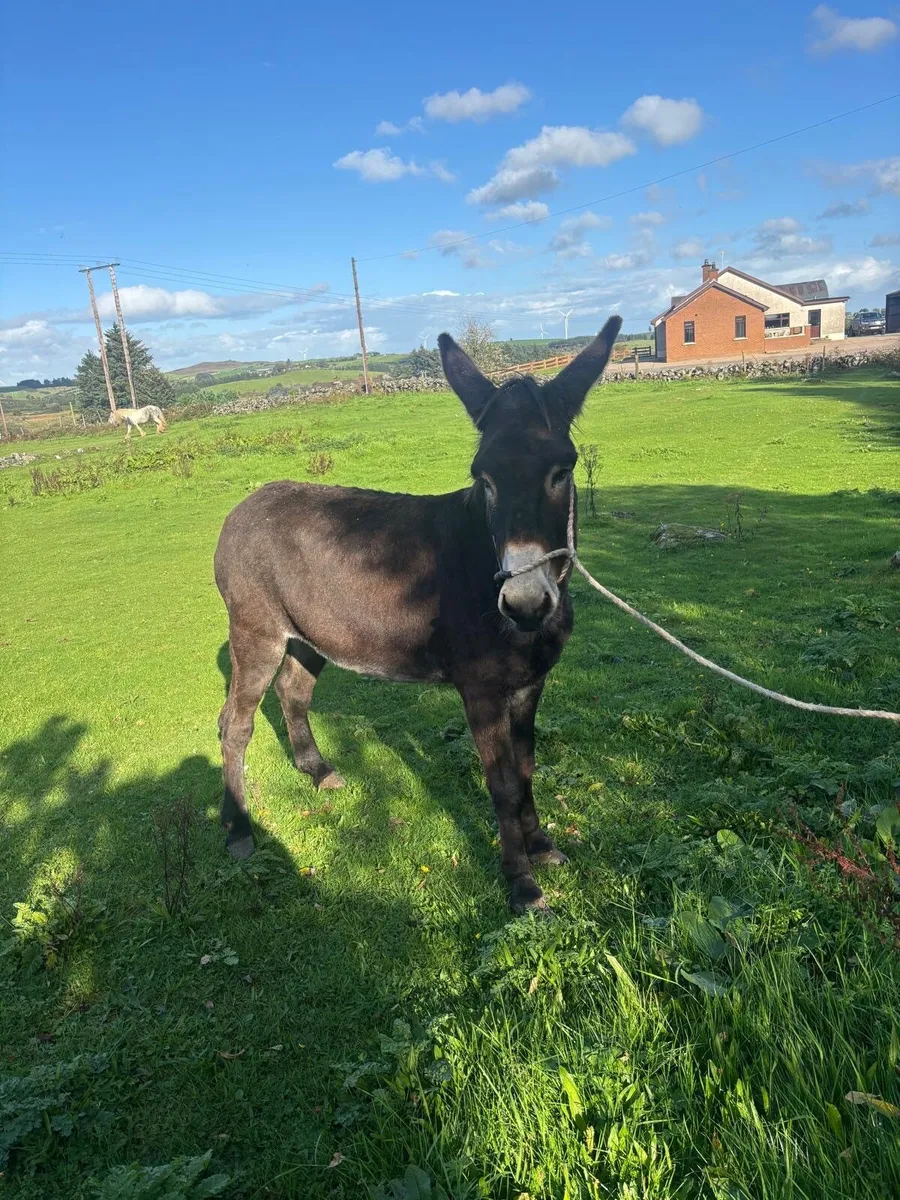 Mare Donkey - Image 1