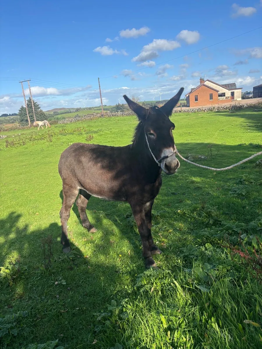 Mare Donkey - Image 2