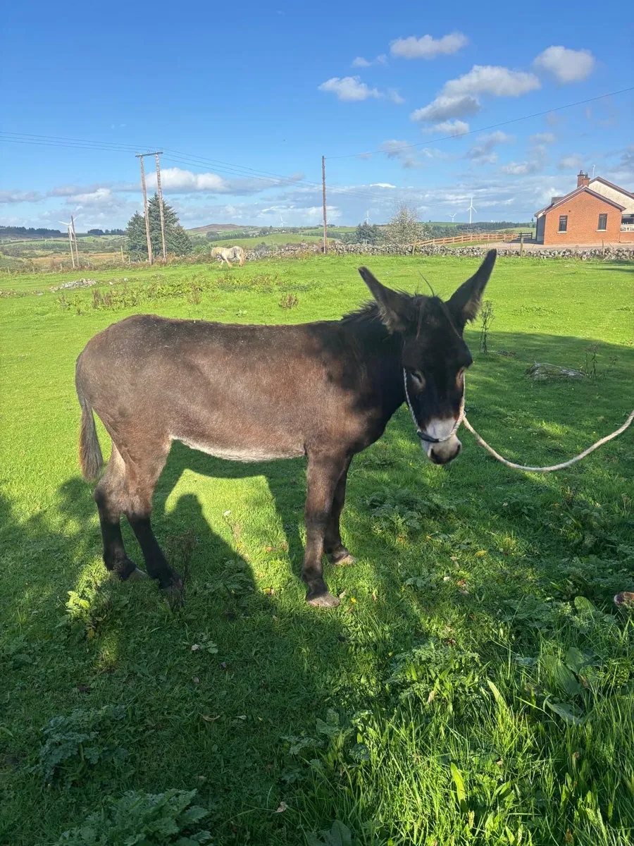 Mare Donkey - Image 4