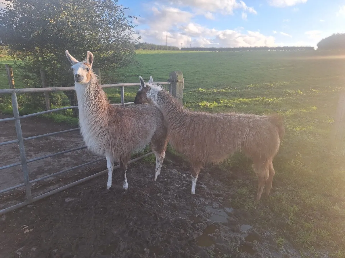 Llama - Image 2