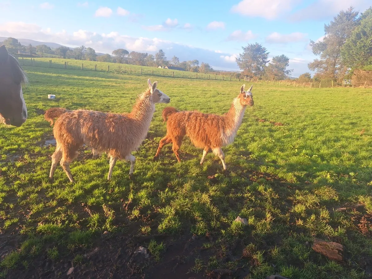 Llama - Image 3