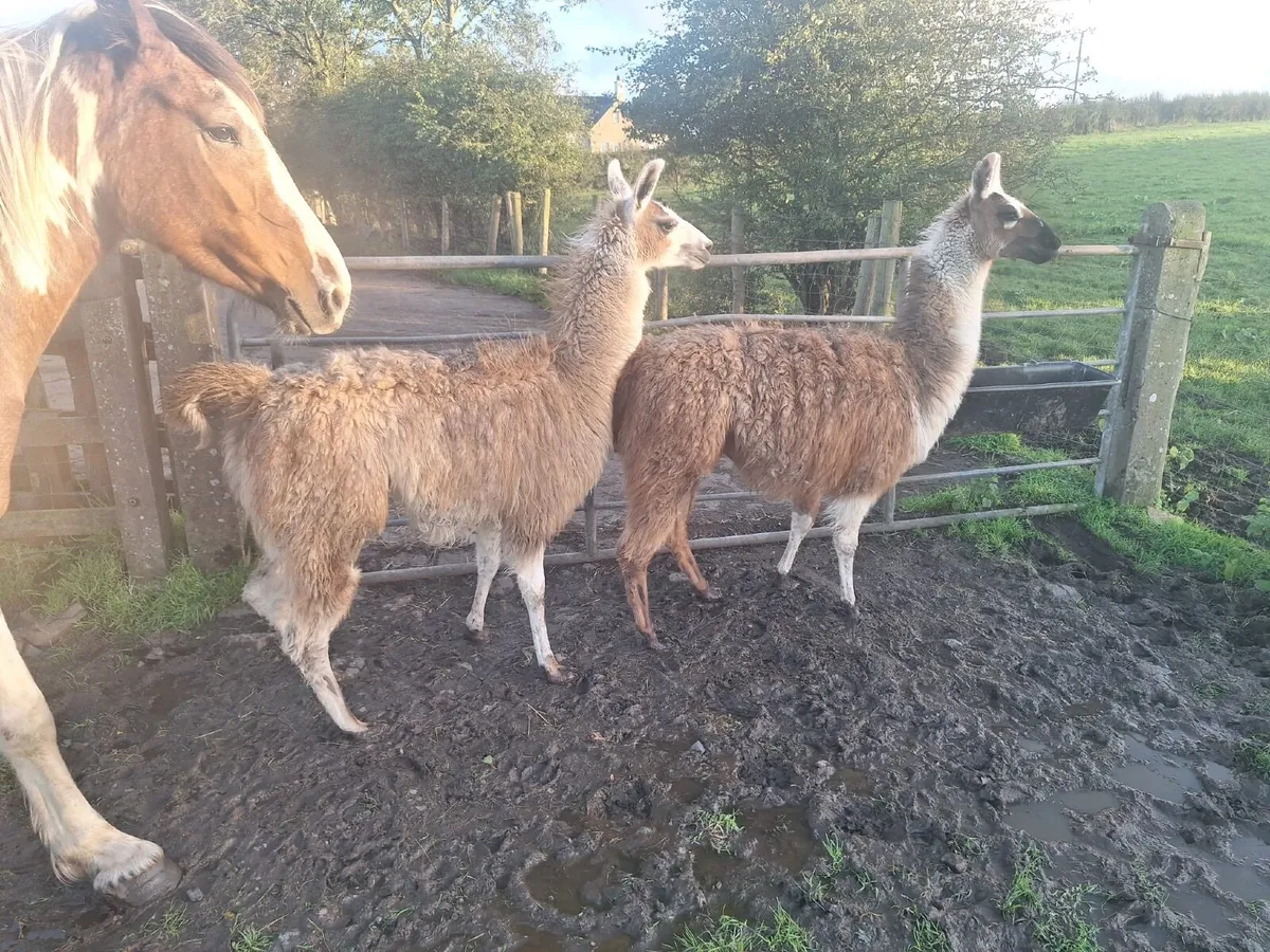 Llama - Image 4